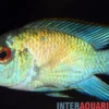 Neonblauer Blaupunktbuntbarsch, Andinoacara pulcher „Neon Blue“