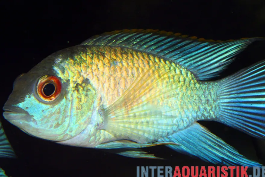 Neonblauer Blaupunktbuntbarsch, Andinoacara pulcher „Neon Blue“