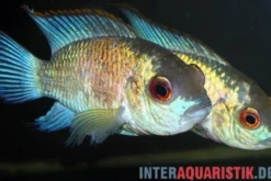 Neonblauer Blaupunktbuntbarsch, Andinoacara pulcher „Neon Blue“