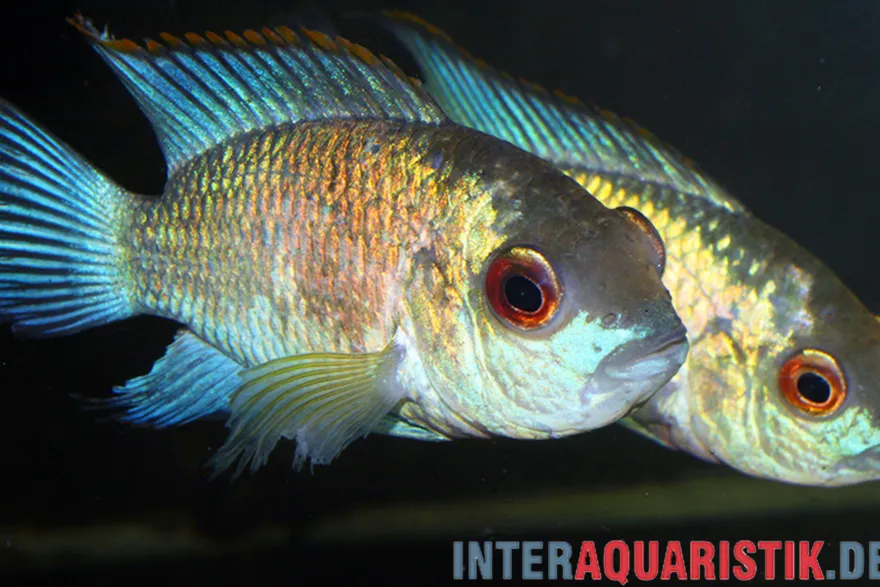 Neonblauer Blaupunktbuntbarsch, Andinoacara pulcher „Neon Blue“