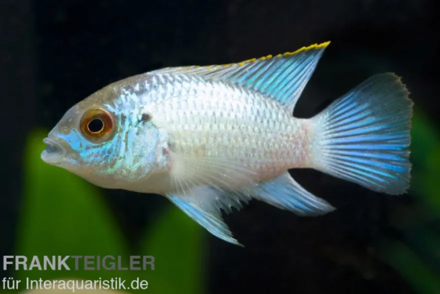 Neonblauer Blaupunktbuntbarsch, Andinoacara pulcher „Neon Blue“