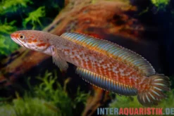 Neonblauer Zwergschlangenkopf, Channa andrao, 5-7 cm