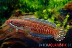 Neonblauer Zwergschlangenkopf, Channa andrao, 5-7 cm