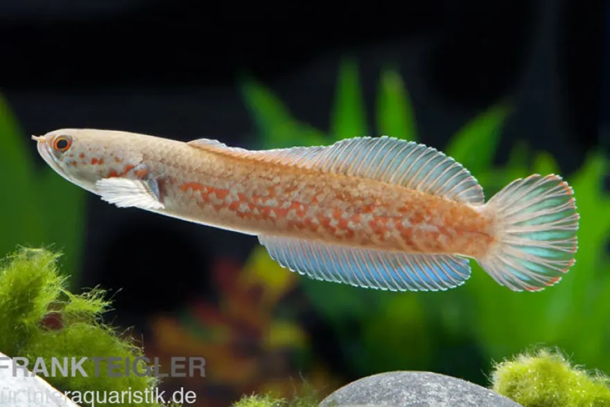 Neonblauer Zwergschlangenkopf, Channa andrao, 5-7 cm