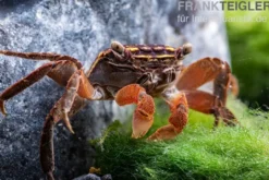 Neon Face Mangrovenkrabbe, Perisesarma eumolpe, Zufällig ausgewählt
