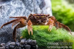 Neon Face Mangrovenkrabbe, Perisesarma eumolpe, Zufällig ausgewählt