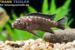 Neonfleck-Elongatus, Pseudotropheus elongatus "Neon Spot"