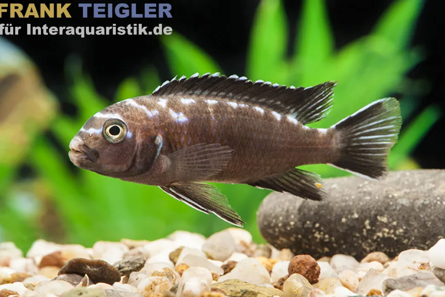 Neonfleck-Elongatus, Pseudotropheus elongatus "Neon Spot"