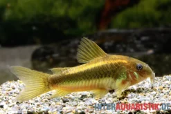 "Neon Gold Stripe"-Panzerwels, Corydoras aeneus "Neon Gold Stripe" (CW10)