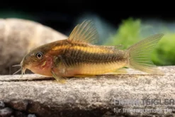 "Neon Gold Stripe"-Panzerwels, Corydoras aeneus "Neon Gold Stripe" (CW10)