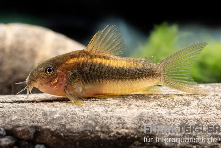 "Neon Gold Stripe"-Panzerwels, Corydoras aeneus "Neon Gold Stripe" (CW10)