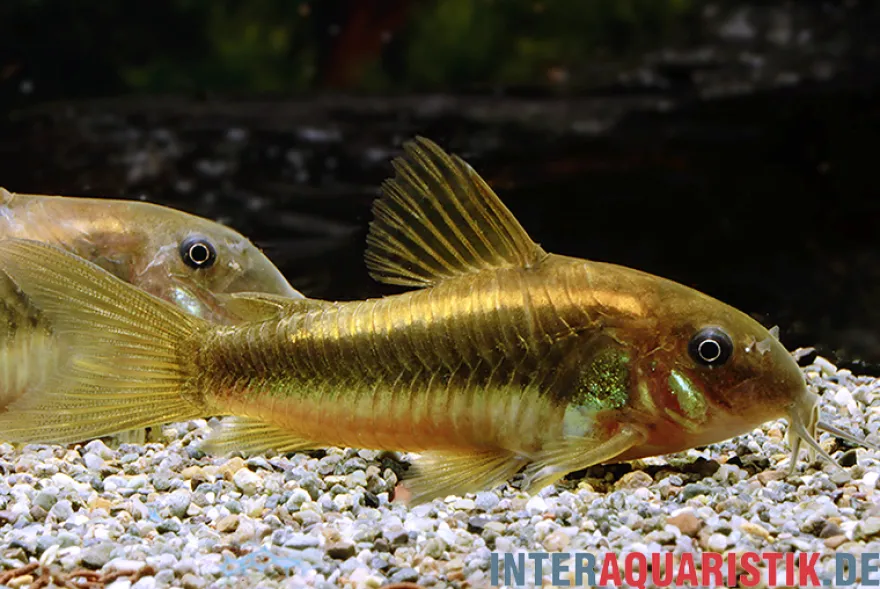 "Neon Gold Stripe"-Panzerwels, Corydoras aeneus "Neon Gold Stripe" (CW10)