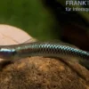 Neongrundel, Stiphodon semoni, 1 Paar