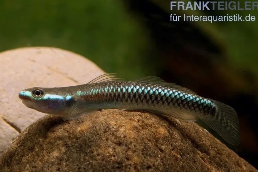 Neongrundel, Stiphodon semoni, 1 Paar