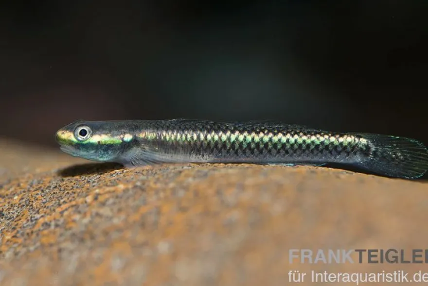 Neongrundel, Stiphodon semoni, 1 Paar
