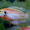 Neon-Juwelenbuntbarsch, Rubricatochromis sp. "Neon", 3-4 cm