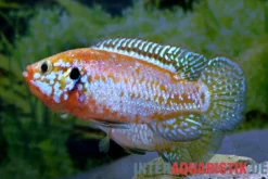 Neon-Juwelenbuntbarsch, Rubricatochromis sp. "Neon", 3-4 cm