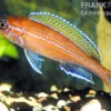 Neon-Kärpflingscichlide, Paracyprichromis nigripinnis "Blue Neon", DNZ