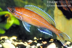 Neon-Kärpflingscichlide, Paracyprichromis nigripinnis "Blue Neon", DNZ