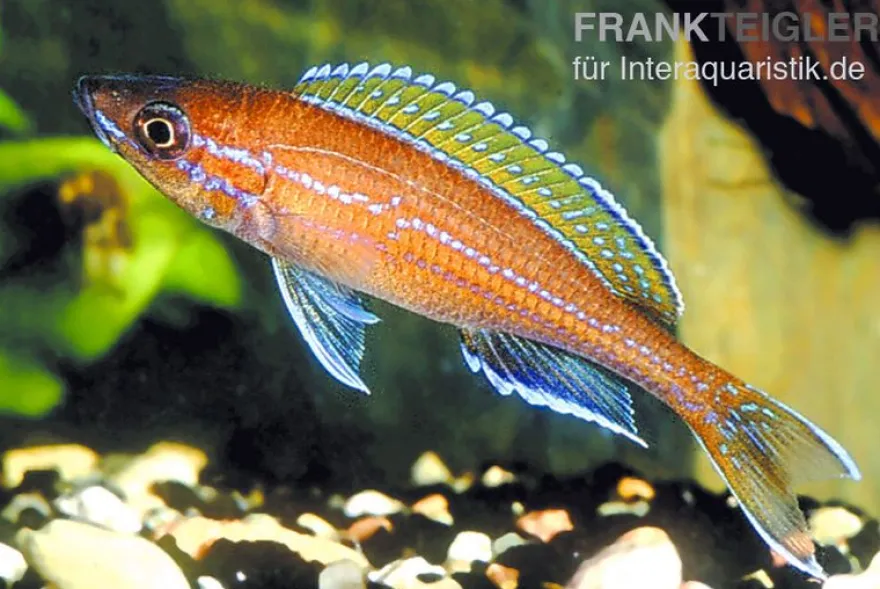 Neon-Kärpflingscichlide, Paracyprichromis nigripinnis "Blue Neon", DNZ