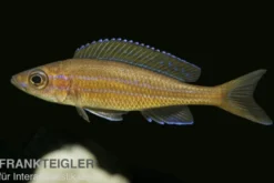 Neon-Kärpflingscichlide, Paracyprichromis nigripinnis "Blue Neon", DNZ