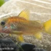 "Neon Red Stripe"-Panzerwels, Corydoras sp. "Neon Red Stripe" (CW23)