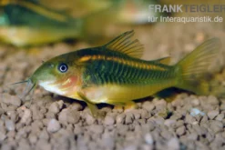 "Neon Red Stripe"-Panzerwels, Corydoras sp. "Neon Red Stripe" (CW23)