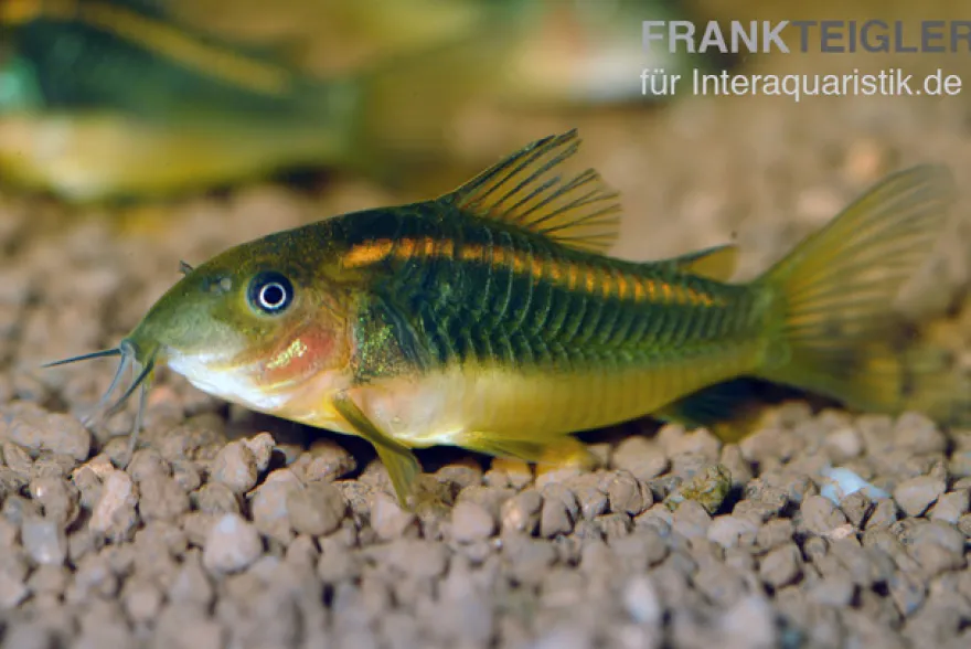 "Neon Red Stripe"-Panzerwels, Corydoras sp. "Neon Red Stripe" (CW23)