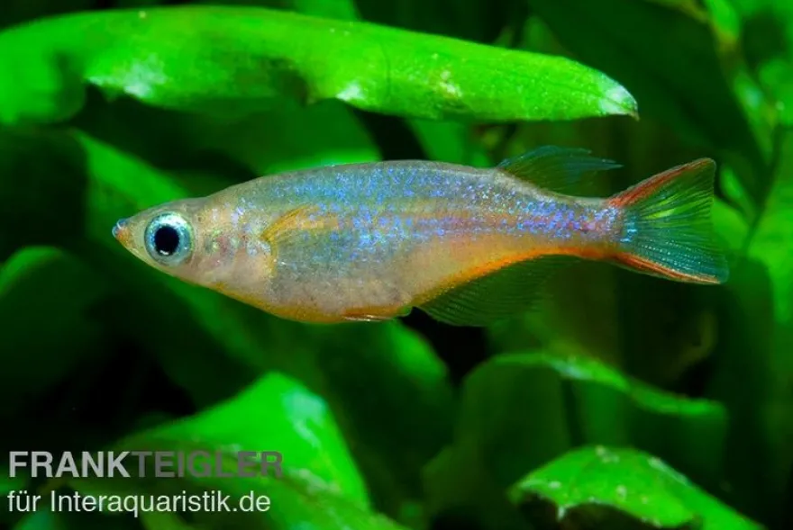 Neon-Reisfisch, Oryzias woworae