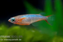 Neon-Reisfisch, Oryzias woworae
