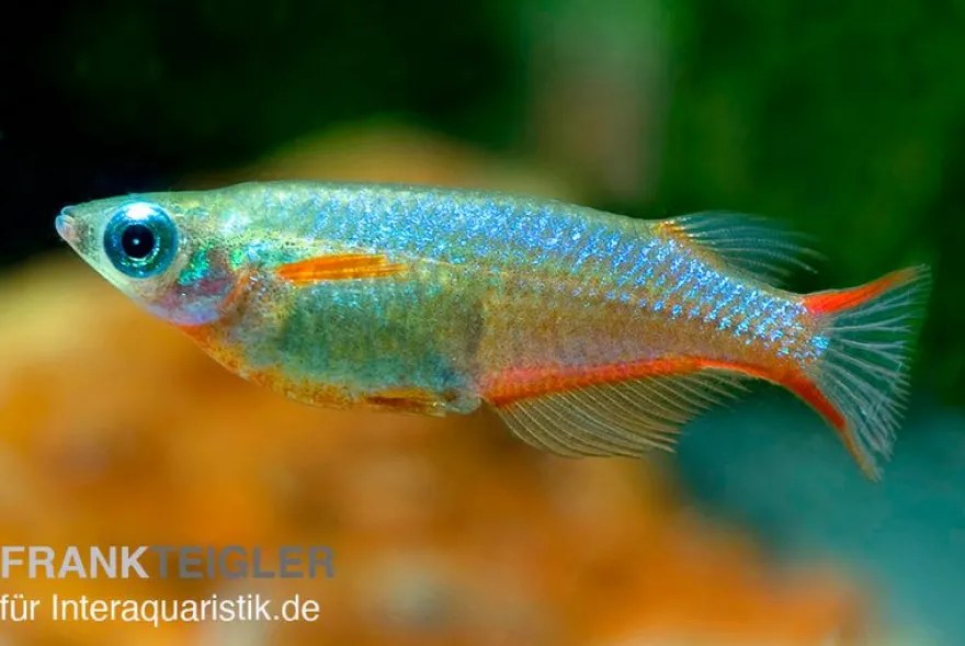 Neon-Reisfisch, Oryzias woworae