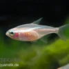 Neonsalmler "Gold", Paracheirodon innesi
