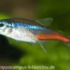 Neonsalmler, Paracheirodon innesi, Größe M (ca. 1.0-2.0 cm)