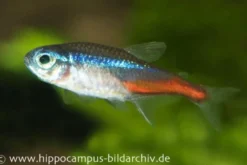 Neonsalmler, Paracheirodon innesi, Größe M (ca. 1.0-2.0 cm)