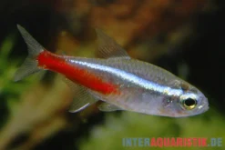 Neonsalmler, Paracheirodon innesi, Größe M (ca. 1.0-2.0 cm)