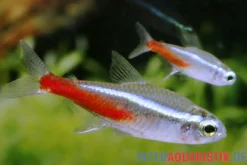 Neonsalmler, Paracheirodon innesi, Größe M (ca. 1.0-2.0 cm)
