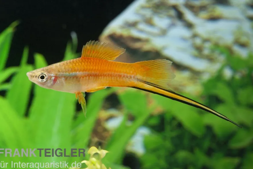 Neon Schwertträger, Xiphophorus helleri, Zufällig ausgewählt
