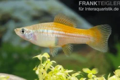 Neon Schwertträger, Xiphophorus helleri, Zufällig ausgewählt