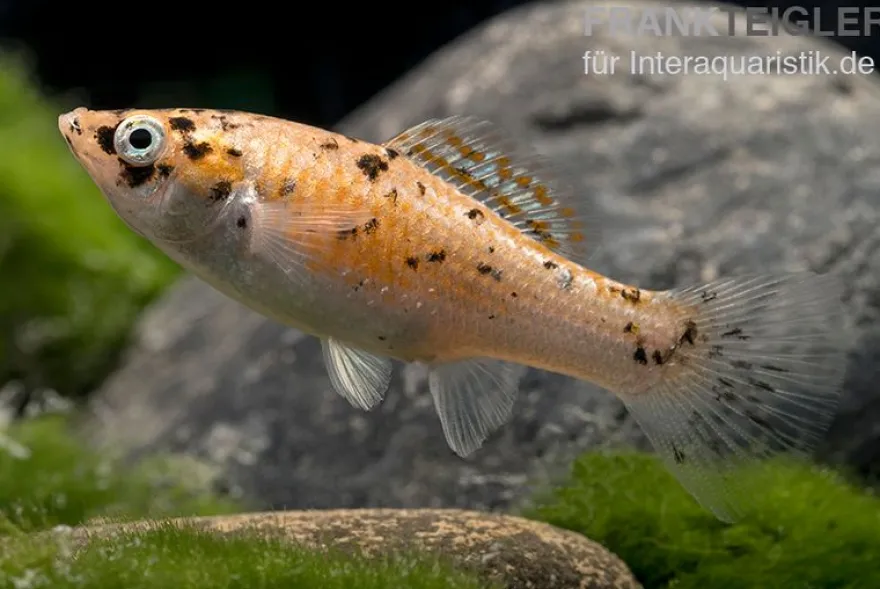 Neon Spotted Molly, Poecilia latipinna