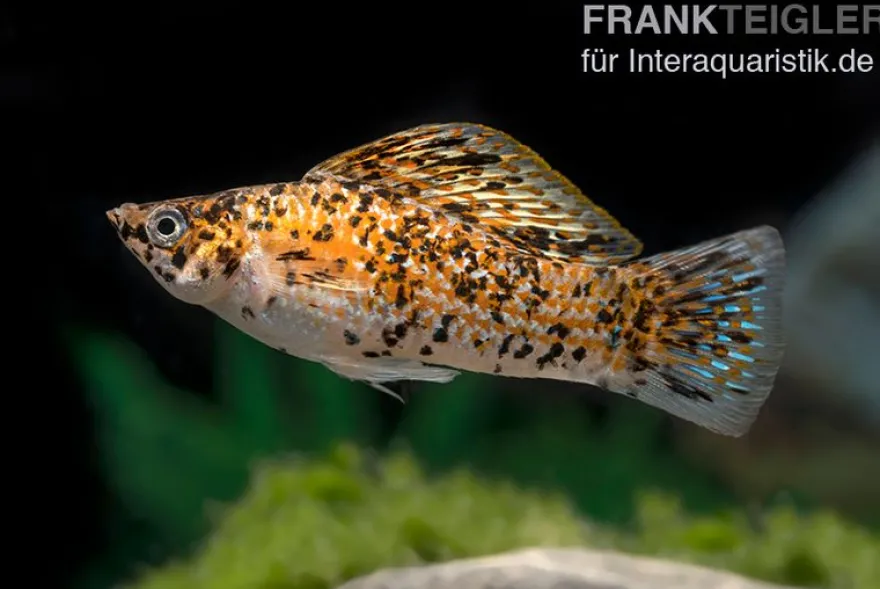 Neon Spotted Molly, Poecilia latipinna