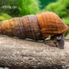 Nero-Turmdeckelschnecke, Tylomelania spec. nero
