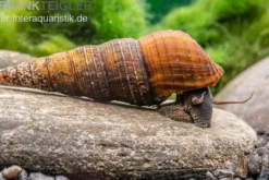 Nero-Turmdeckelschnecke, Tylomelania spec. nero
