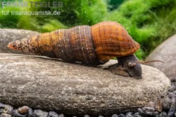Nero-Turmdeckelschnecke, Tylomelania spec. nero