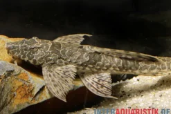 Netzmusterhexenwels, Rineloricaria teffeana, 10-15 cm