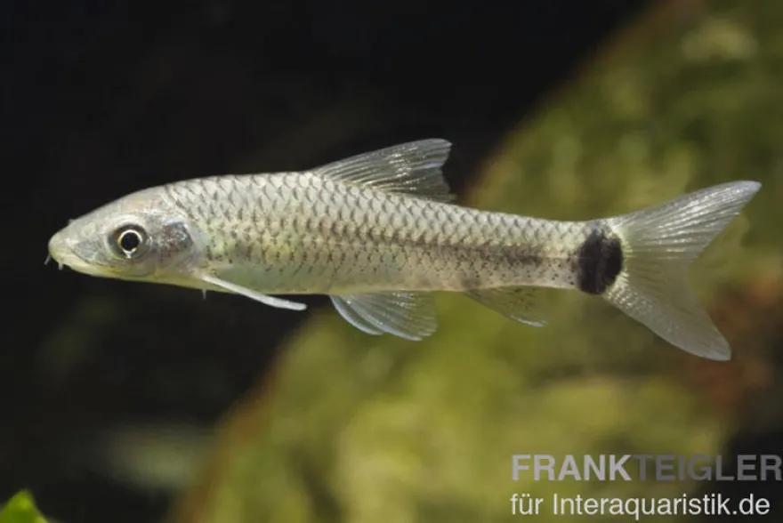 Netzpinselalgenfresser, Crossocheilus reticulatus