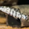 Netzschmerle, Botia lohachata