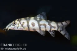 Netzschmerle, Botia lohachata