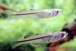Neuguinea-Blauauge, Pseudomugil novaeguineae