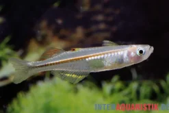 Neuguinea-Blauauge, Pseudomugil novaeguineae