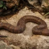Neuguinea-Bodenboa, Candoia aspera